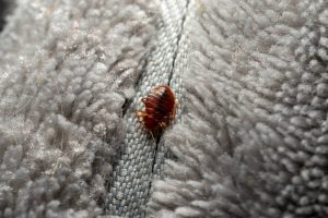 Des punaises de lit à la maison : que faire avant qu'il soit trop tard ?