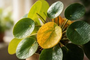 pilea-feuilles-vertes-jaunies