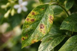 Maladie du Jasmin : Photos pour Identifier les Symptômes