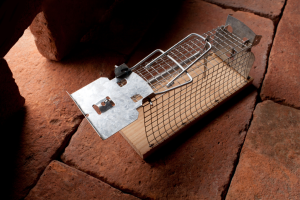 Rats et souris : comprendre et maîtriser les rongeurs chez soi